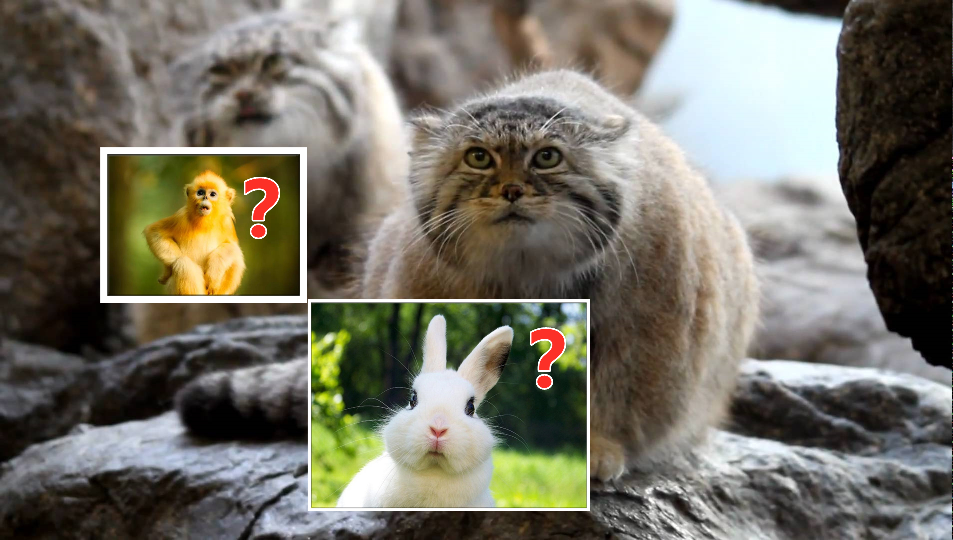 长相铁憨憨，却是最难圈养的猫科动物，天生的捕猎高手