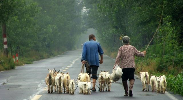 百哥曰|因牲畜跑到公路上导致车祸，牲畜、车辆与人员伤亡损失由谁赔偿？