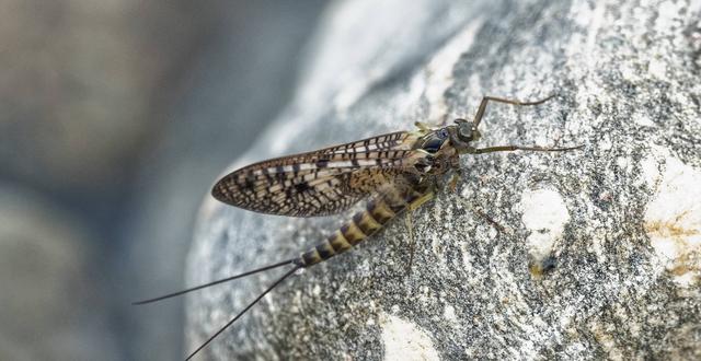 秦始皇 有着两亿年历史的蜉蝣，长大却只能活一天，朝生暮死说的就是它