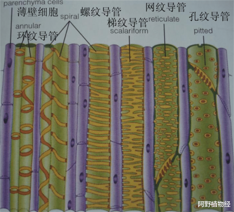 知识点:植物筛管和导管有什么区别?一个是活细胞,一个是死细胞