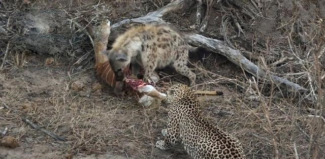 鬣狗 比人类压力还大的雄狮到底多悲惨？一生征战，打不动时死期就到了