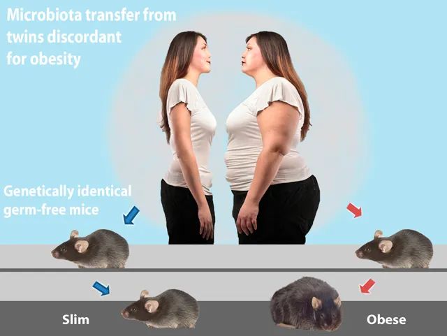 饮食|你在为谁吃饭?看懂了就知道人为什么会生病 2