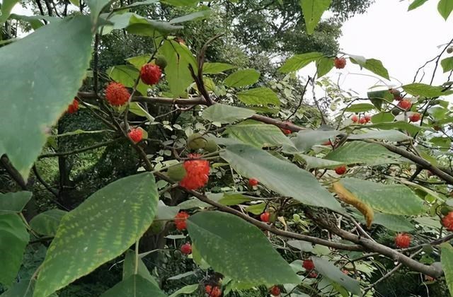 饵料|夏末野钓要找这种树、天然重窝鱼儿多， 需大钩粗线伺候