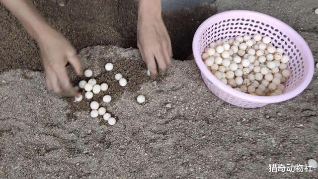 中国传媒大学|“上岸甲鱼莫伸手，下坡野鸡不能追”这句俗语有没有科学依据？