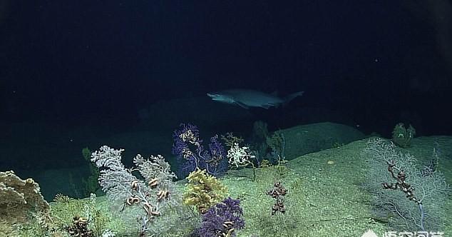 孙晓文聊家居|科学家潜入10000米深的马里亚纳海沟，到底发现了什么？