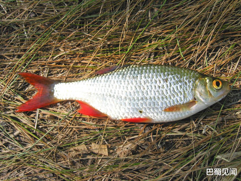 江油|为驱赶钓鱼者，江油一男子持刀将人捅至重伤，被判三缓四