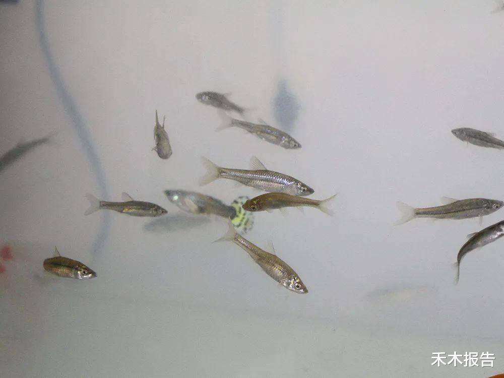 蚊子|国内常见小杂鱼，多国引进灭蚊，却因缺乏天敌，如今已成心腹大患