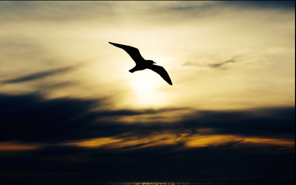 交易 交易的难点就在于享受孤独，掌控自由