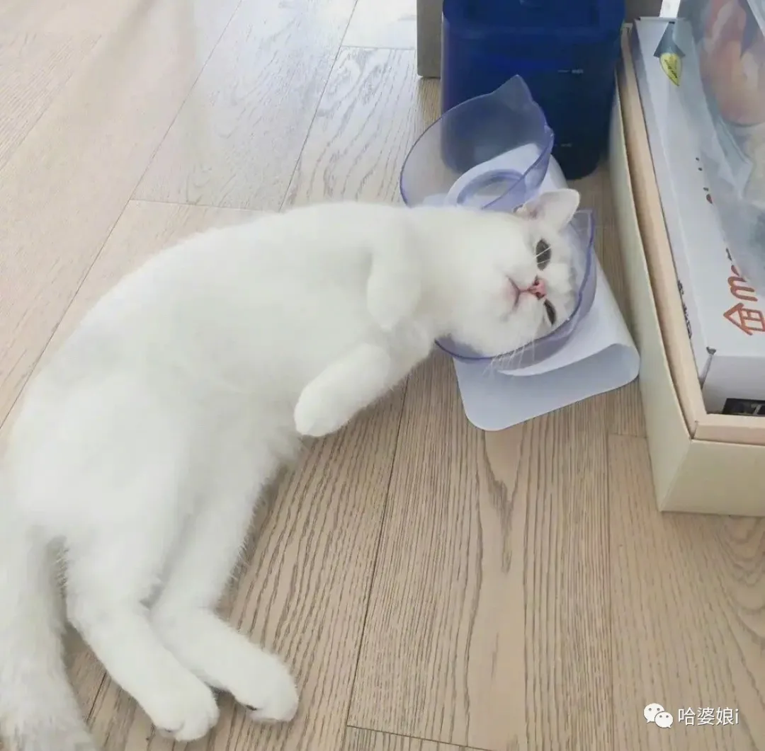 扫地机器人|原来扫地机器人也摸鱼 网友表示:这不是上班时的我吗?