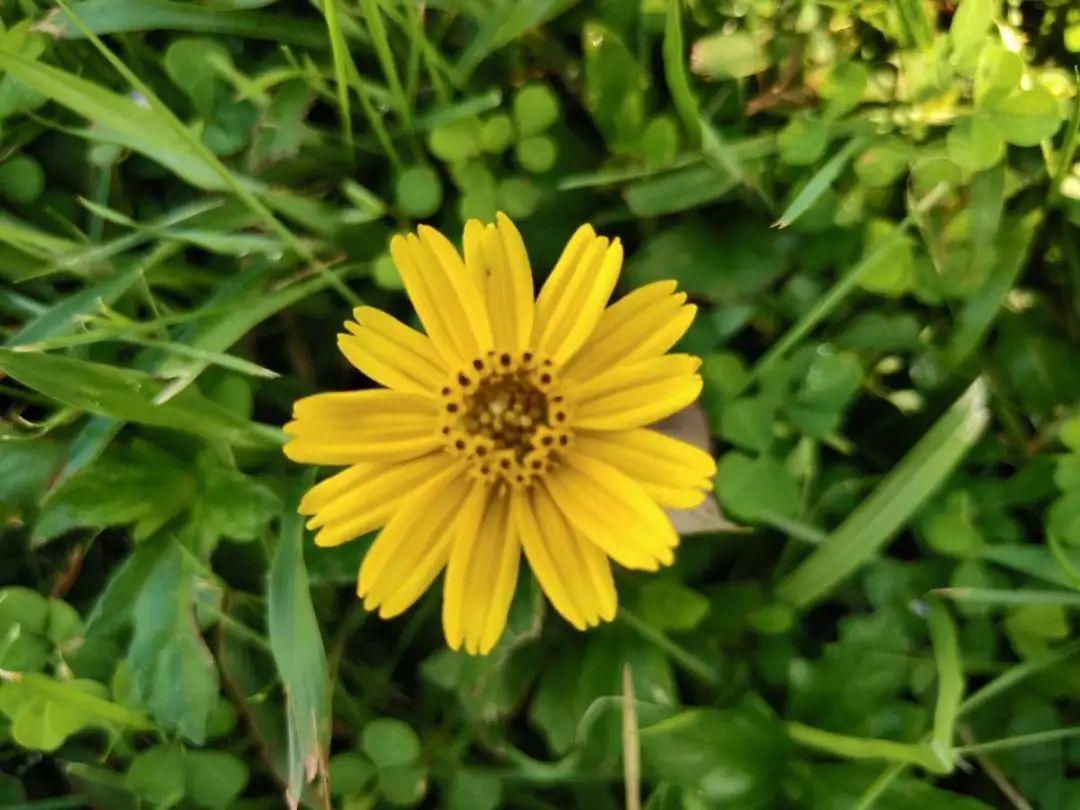  入侵植物爬进门，赶紧用开水烫死，不然就长疯了