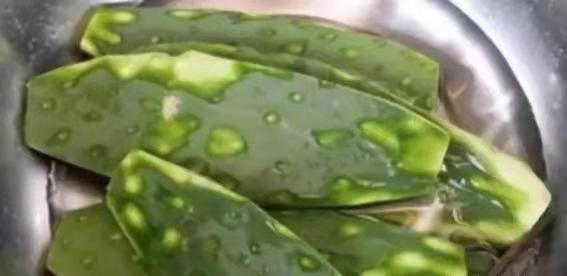 点评新生活|十个膝盖疼,九个有滑膜炎,巧用仙人掌,膝盖疼逃走