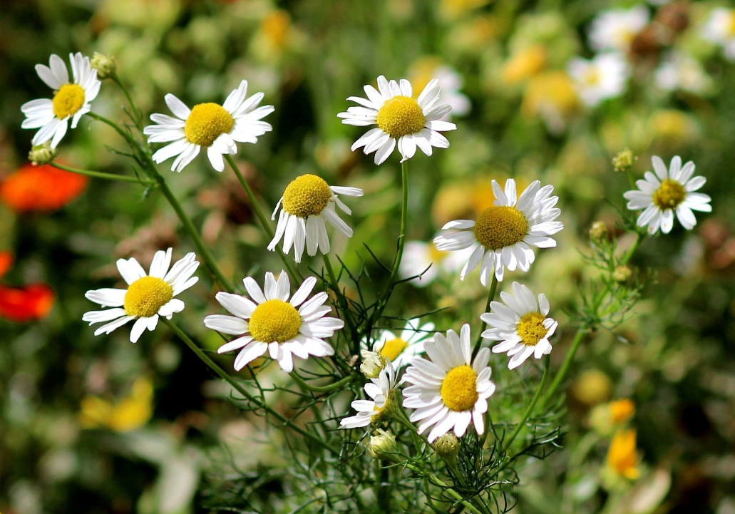 生肖夜梦|7月，好运接二连三，事业鲤跃龙门，鸿运加身，3生肖财富倍增，一帆风顺