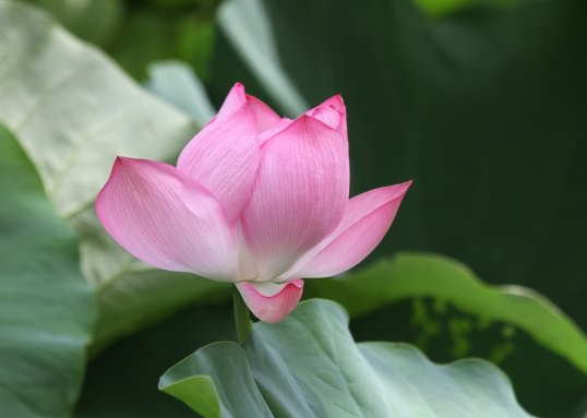 星临天下 步入11月上旬，4属相运势转旺，事业进步，升职加薪，日子兴旺
