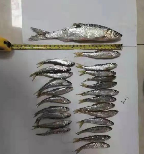 半半歌|禁渔区作钓! 贵州两男子钓到47条鱼被拘, 钓友一看笑出声：都是麦穗