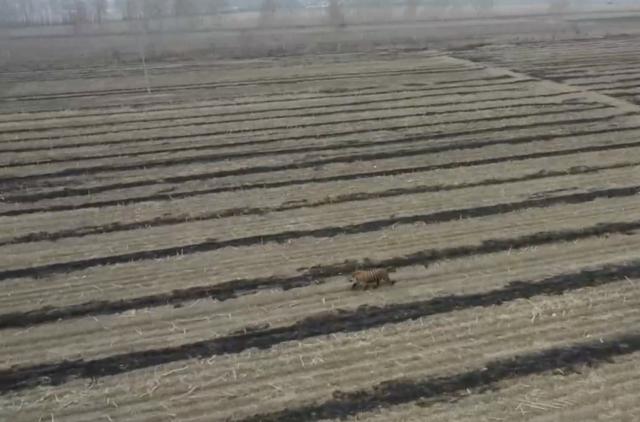 北京日报客户端 野生东北虎半年出现数次，“大王”咋老“下山”