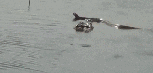  热带雨林的“王者”，亚马逊森蚺有多可怕？连鳄鱼都能轻松制服