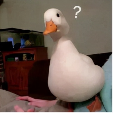 姚晨|“黄金矿工”汪苏泷:一边寻宝藏一边成为宝藏