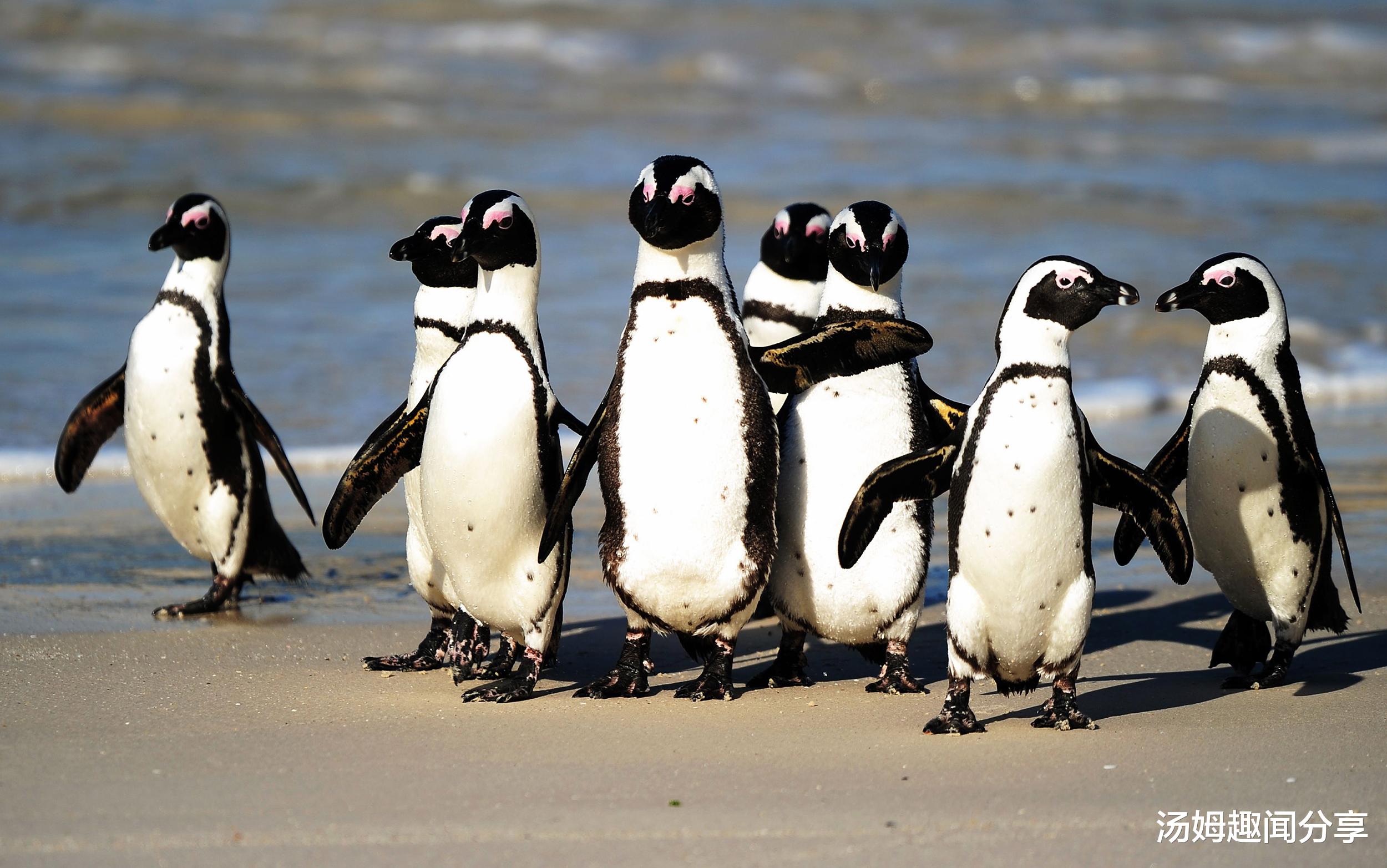 科学家 企鹅可能是“天外来客”！便便中发现了和金星上一样的物质