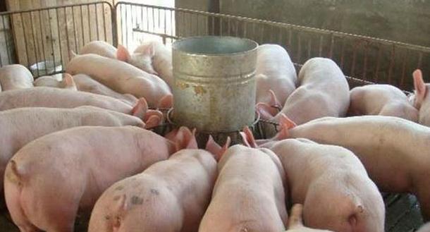 猪肉 猪肉价格连降四周，还能回“10元时代”吗？官方带来“好消息”！