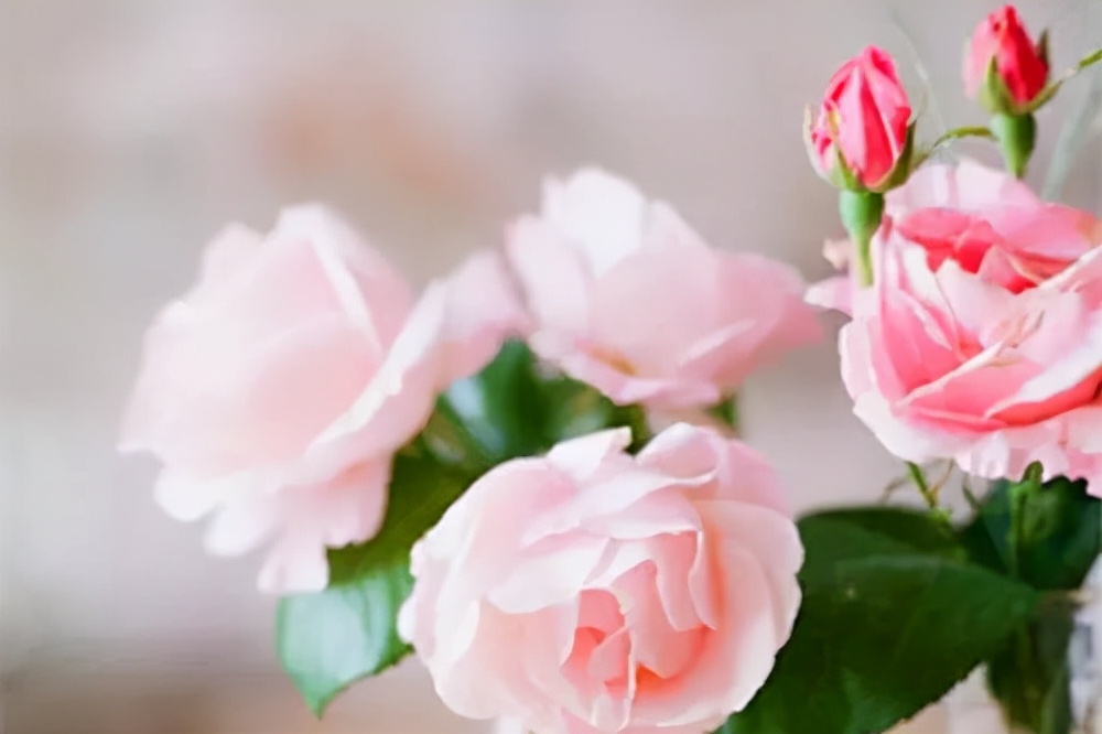 仲念念 写给过了40岁的女人：余生，就这样活着吧，既聪明又优雅