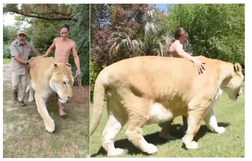 化石 美国一狮虎兽重达408公斤，刷新了世界纪录，它为何能长这么大？