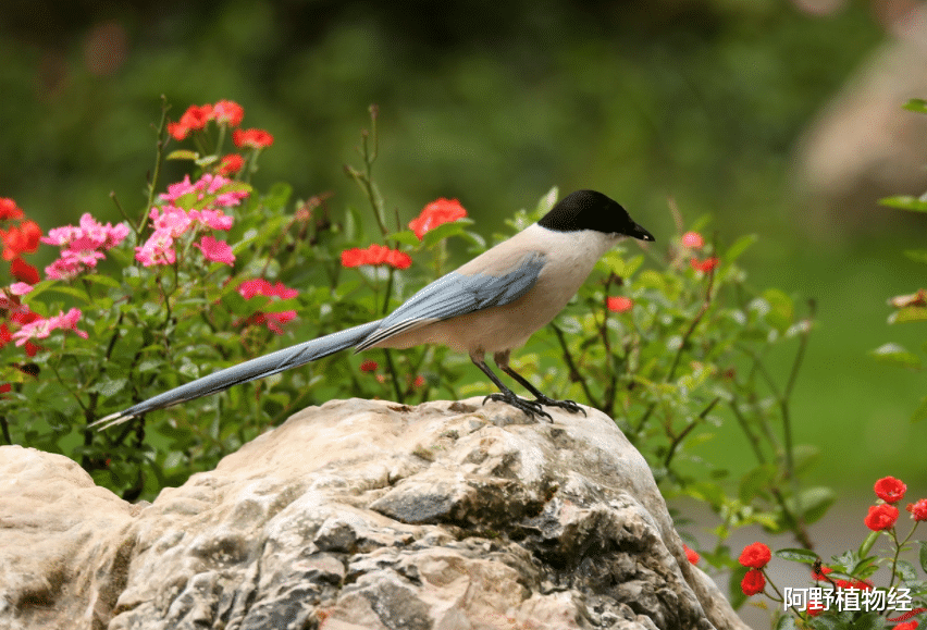 喜鹊 灰喜鹊华北亚种,一种有原则的鸟,能蹦跳决不走地,绝不去针叶林