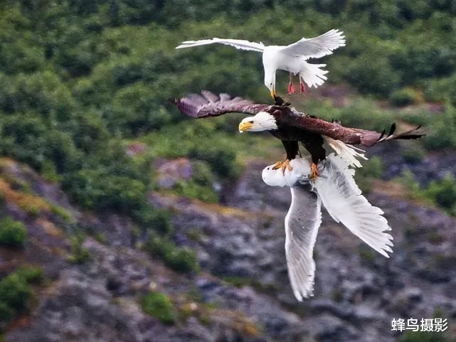 海豹 44张活久未见的照片，驴居然叼着一只狼，大白鲨撞飞海豹跃出水面捕食