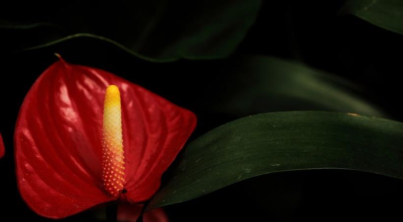 生肖|让男人移不开眼睛的4个生肖,聪明能干有气质,十分令人着迷