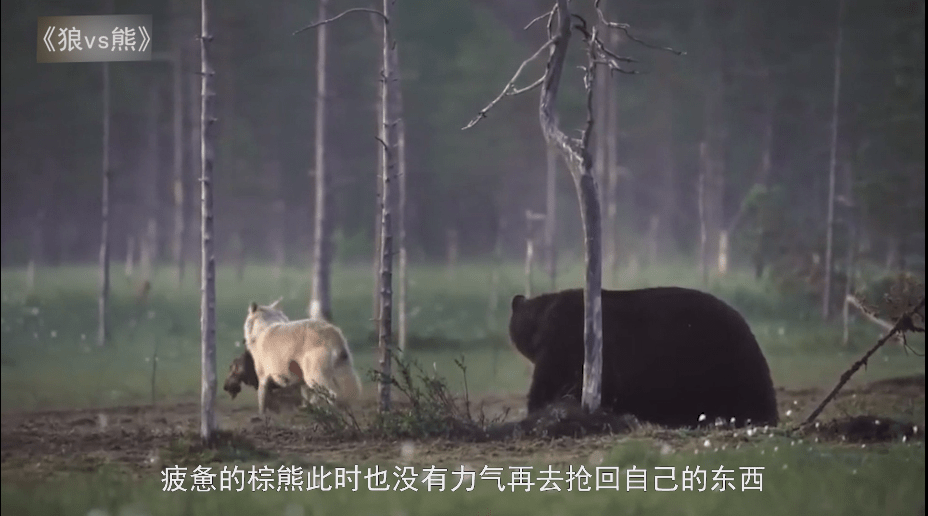 棕熊 狼群与棕熊的夺食大战,合作与力量的大比拼,谁会更胜一筹?