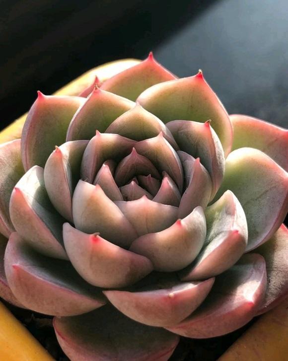 向阳园艺 ?有些花友，养了大半年，也没体验到多肉的全状态，有些可怜