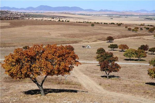 北魏|军事占优、人数占优，五胡为何主动选择“汉化之路”？