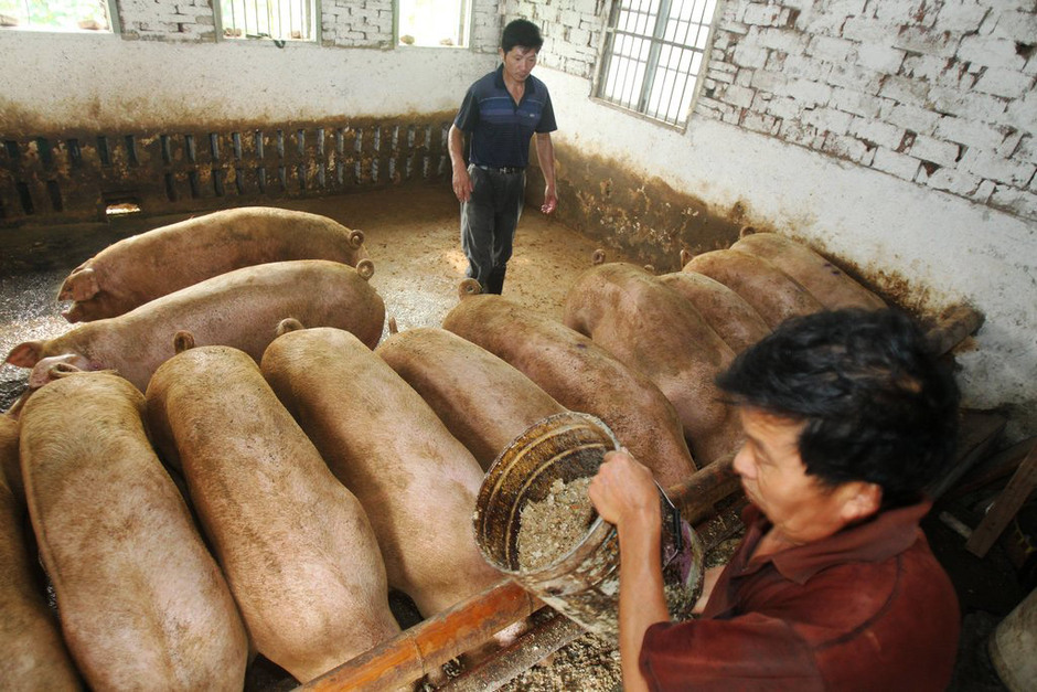 2021.11.3猪价：多省分掉价，出栏难卖！！！