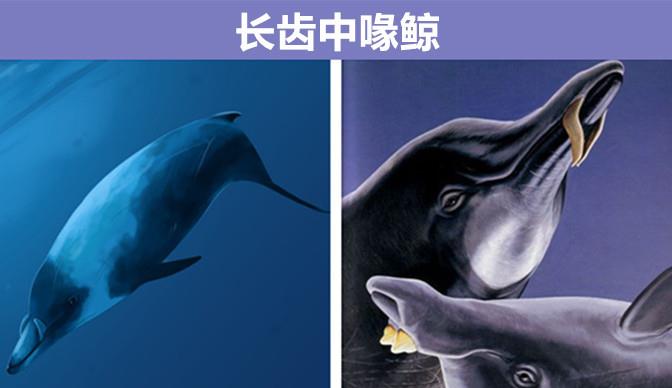 海豹 即使在教科书上都很难见到的，9个拥有奇怪外表的罕见动物