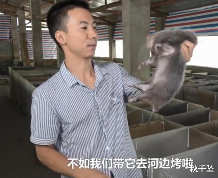 行星 华农的竹鼠们