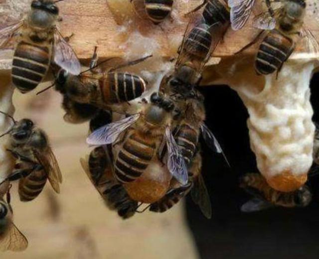 蜜蜂 蜂王死了多长时间有蜂王？