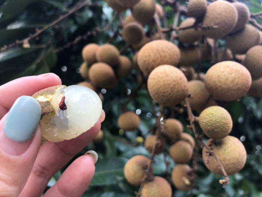 水果|水果的最佳食用时间，吃错只有负担，减肥更要注意