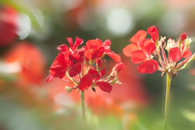 情感说心事|活着，没有谁不累的