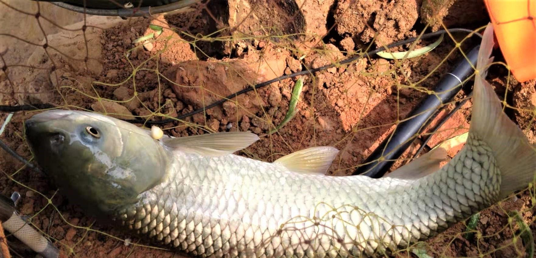 饵料|夏末初秋退水鱼难钓？这样调整钓法，钓的鱼比平时多一倍
