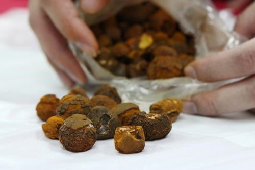 中成药|牛黄解毒丸、安宫牛黄丸...牛黄为何这么牛？