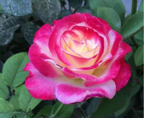 判达说事 5月开始，热风四起，相思难耐，爱火烧心，疯狂挽回前任