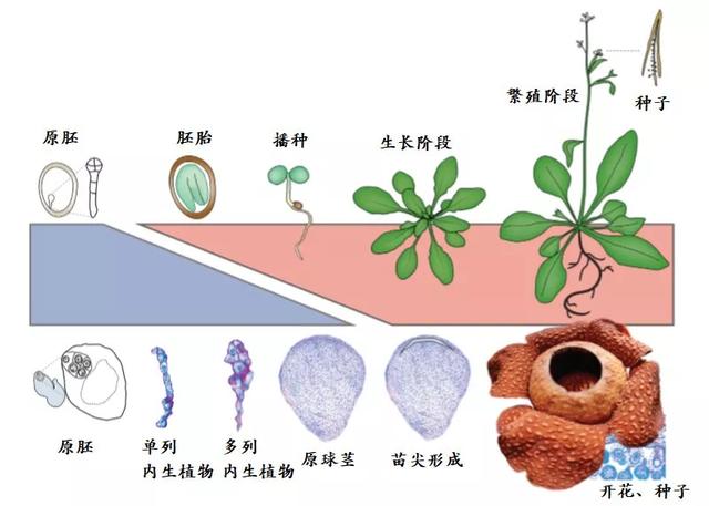 科学家 演化植物学家的噩梦：美丽与邪恶共存的大花草