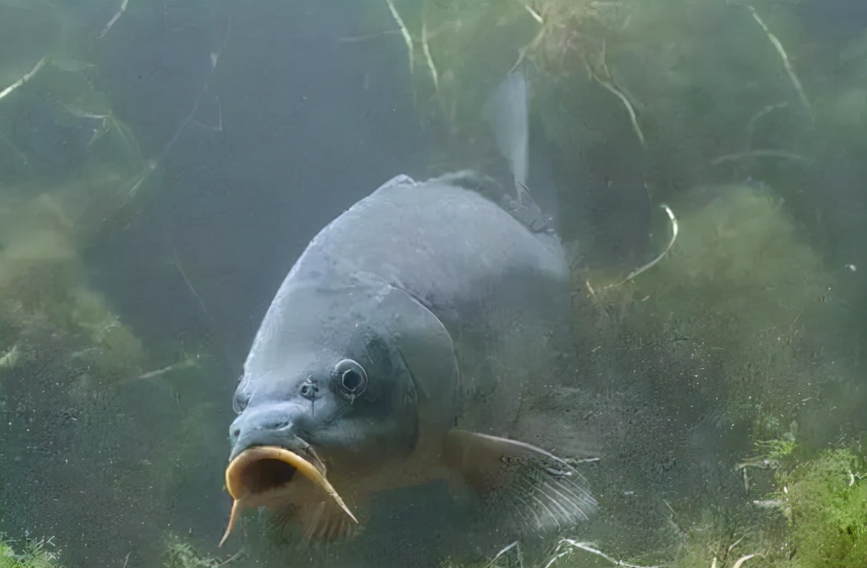 |老钓鱼人身带煞气，所以钓不住鱼，是不是钓鱼界又一玄学说法？