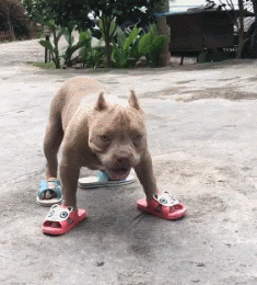 咸蛋的小姐 “妹子你要看准了再出手啊,打到铁柱的手还痛吗?”哈哈回家好好练拳