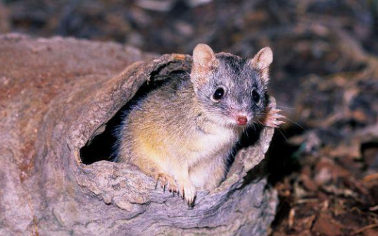 哺乳动物 自然界里，交尾时间最长的动物是谁？人类能和它们一样吗？