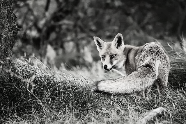 风云视角|民间故事:深夜房梁有动静,知府抬头一看,竟跳下来个白毛狐狸