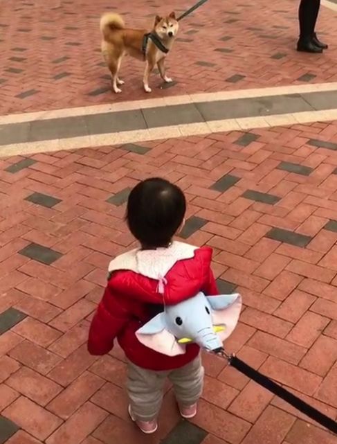 夏小可育儿|“遛娃神器”变坑娃凶器,4大坑妈又坑娃的母婴用品,又贵又鸡肋