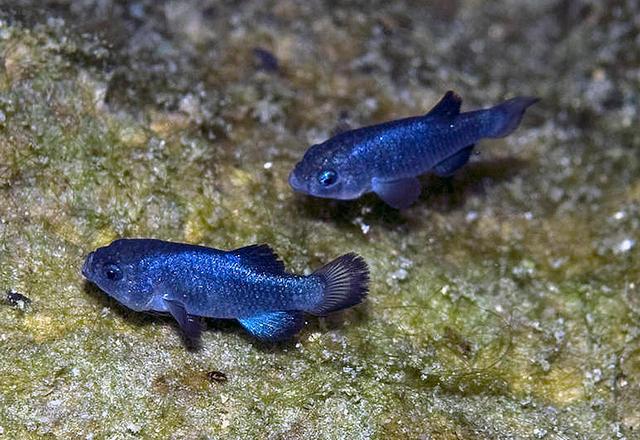 与世隔绝 全球唯一与世隔绝5万年的鱼，只剩38条，差点被醉鬼连锅端了