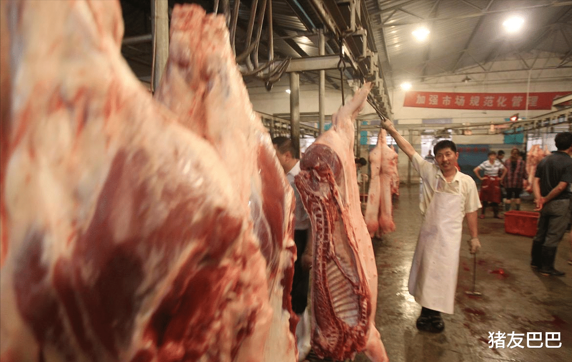 生猪价格|生猪价格“筑底翻盘”，这次能涨多久？3天还是5天？预测来了！