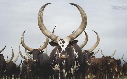 干旱 世界上牛角最大的牛，当地人视为宝物，用牛的NY来洗脸洗澡
