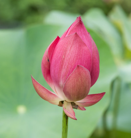 星临天下|8月上旬，4属相运势上涨，事业步步高升，财源滚滚，生活美满